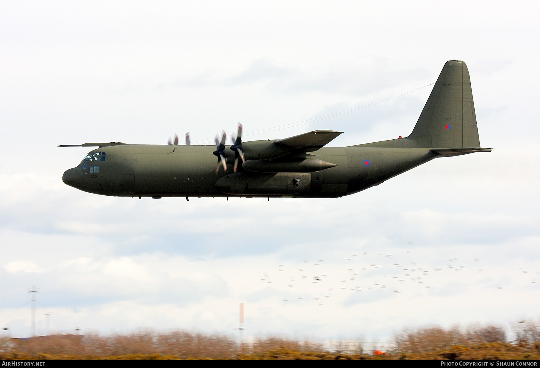 Aircraft Photo of XV202 | Lockheed C-130K Hercules C3P (L-382) | UK - Air Force | AirHistory.net #322872